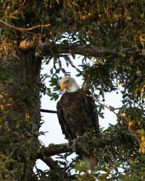 black and white eagle on brown tree uT2