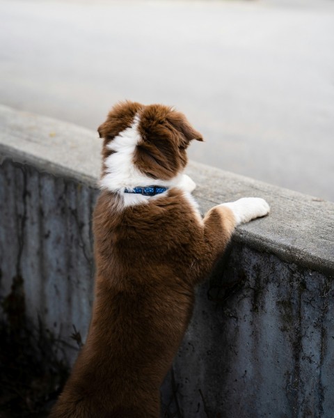 a brown and white dog standing on its hind legs