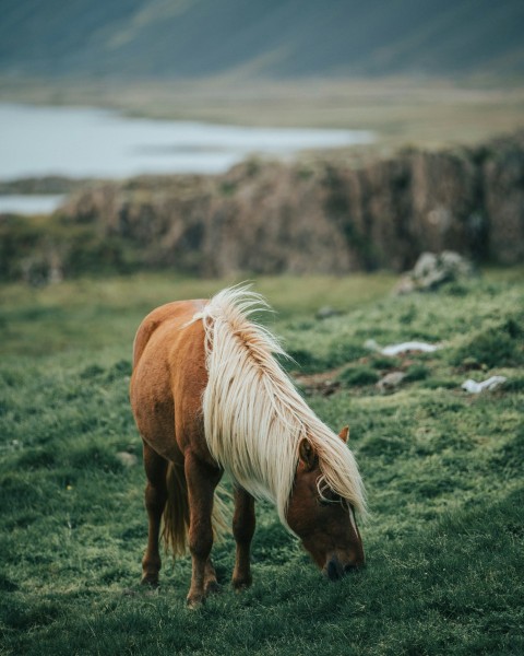 brown horse eating grass during daytime u