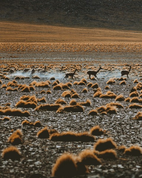 flock of birds on brown field during daytime oRoYfRVw