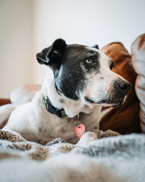 short coat black and white dog