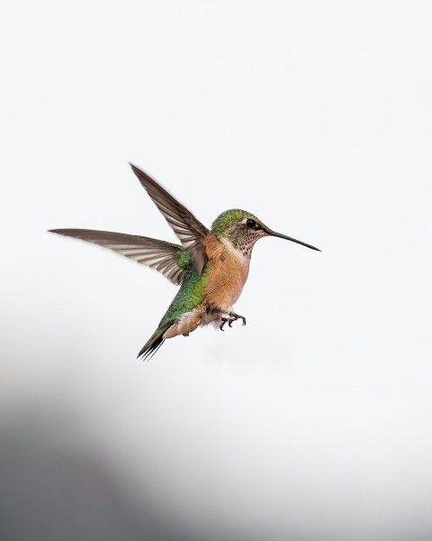 a hummingbird flying