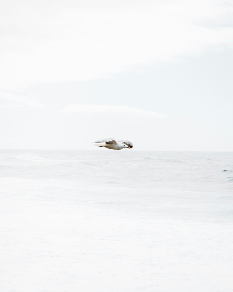 white bird in flight over body of water