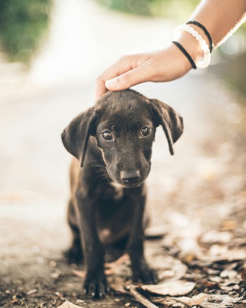 woman holding black puppys head