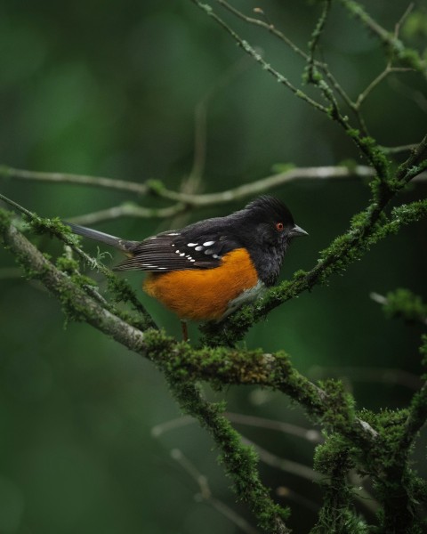 a bird perched on a branch o