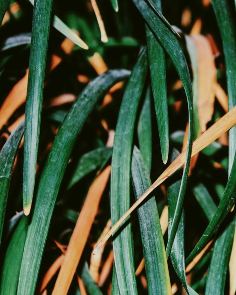 green and brown leafed plants