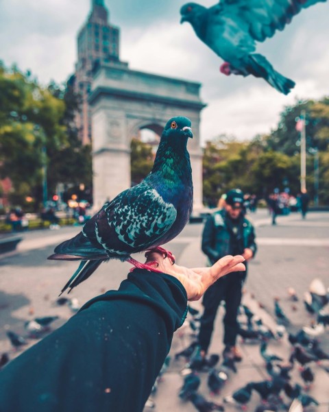 pigeon bird standing on persons hand cjGH6Eb