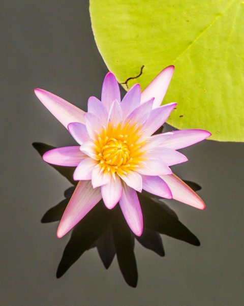 pink and yellowlotus flower in pond