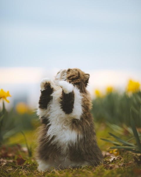 a small brown and white dog standing on its hind legs