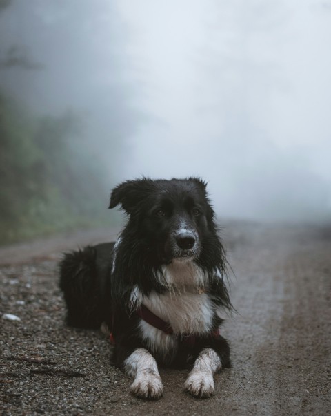 short coated black and white dog lying in middle of road covered in mist