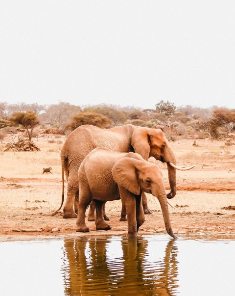 two elephants beside body of water