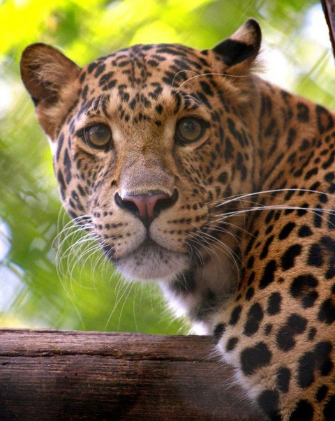 a close up of a leopard on a tree branch UDD_