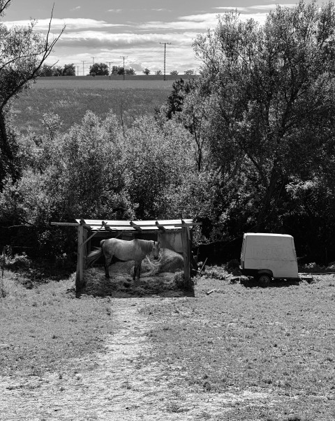 a black and white photo of a horse in a field