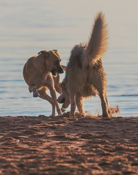 two dogs playing with each other on the beach