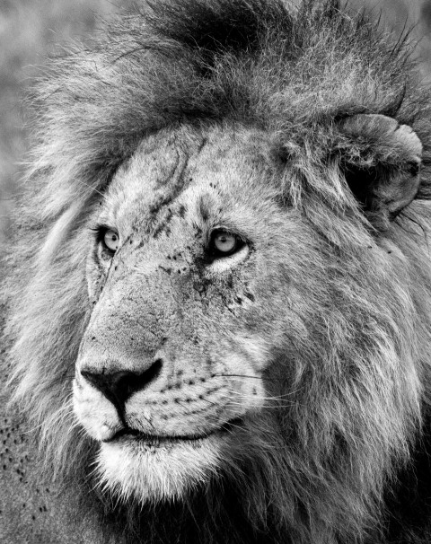 a black and white photo of a lion IBe