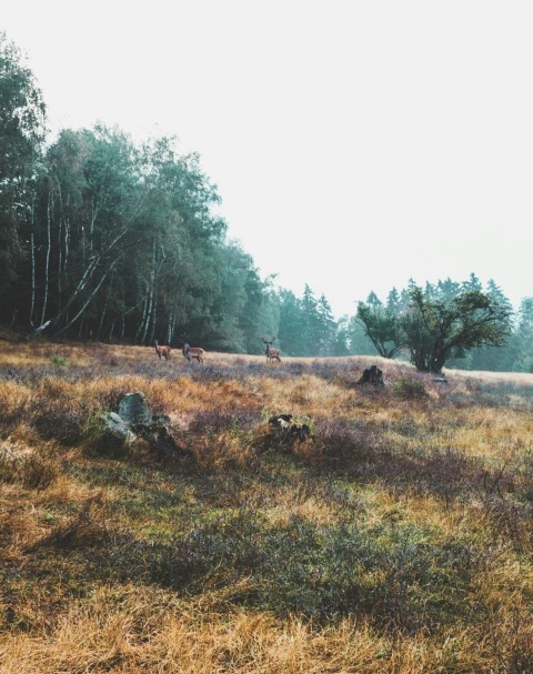 three brown deers eating grasses near trees