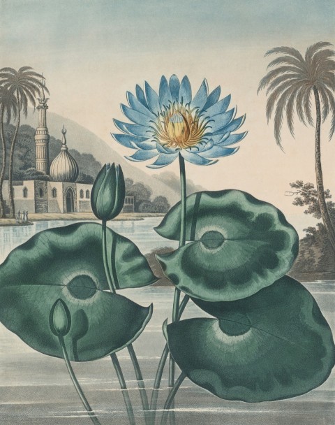 a painting of a blue lotus flower with a temple in the background 4PMohuHY