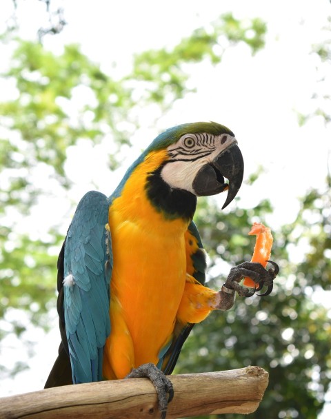 a colorful parrot perched on a tree branch M 1nDEl