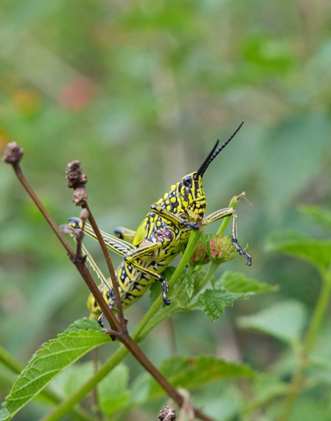 a close up of a grasshopper on a plant