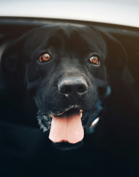 a dog with its tongue out