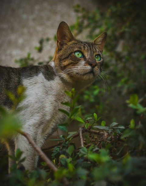 white and brown cat on green plants