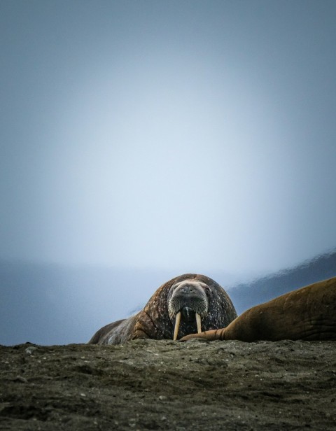 a couple of animals that are laying down