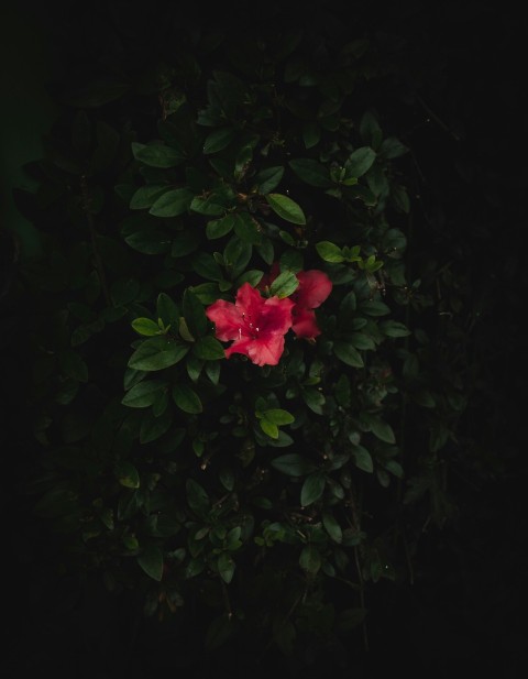 a red flower in the middle of a bush