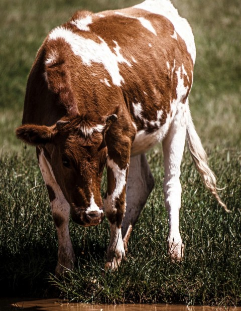 a brown and white cow standing on top of a grass covered field