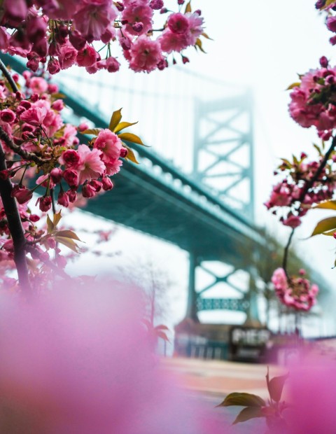 selective focus photography of pink petaled flowers with a bridge in the background