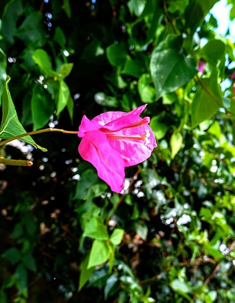 a pink flower with green leaves in the background