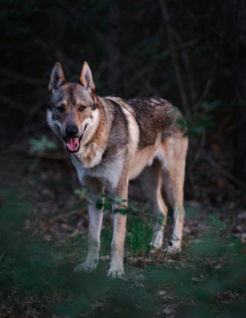 selective focus photography of short coated brown dog gz9XbG7Vc