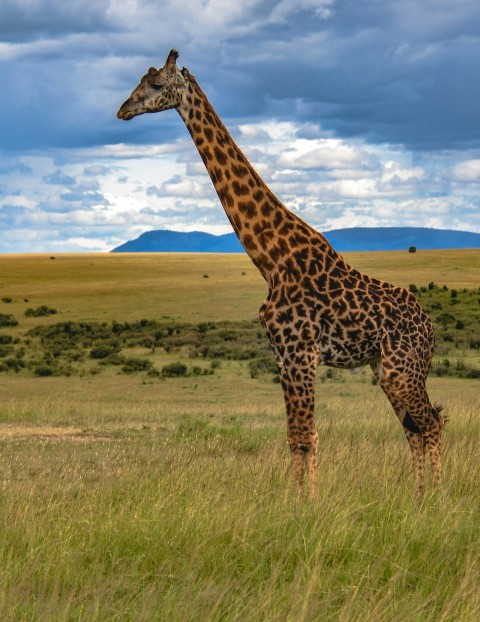 a giraffe standing in a grassy field under a cloudy sky VJ2Z