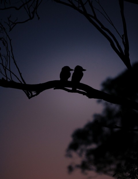 a couple of birds sitting on top of a tree branch