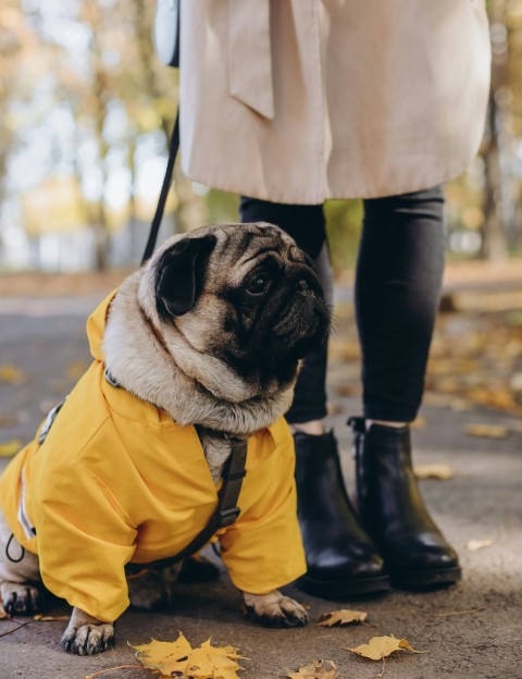 a pug dog dressed in a yellow raincoat 03L