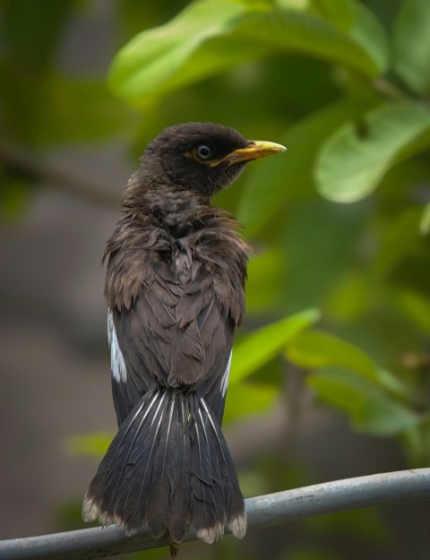 a small black bird sitting on top of a tree branch