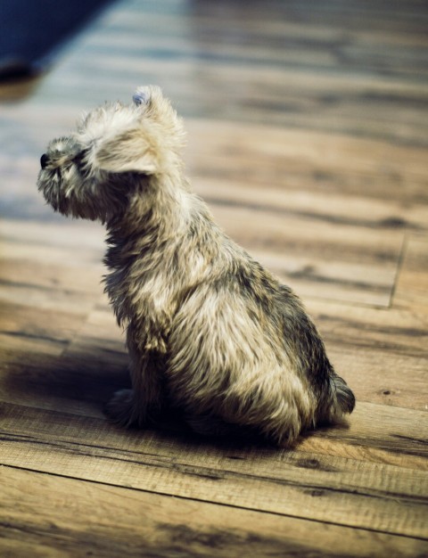 photo of long coated tan puppy