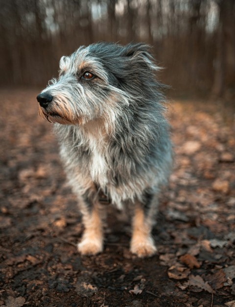 gray and white dog