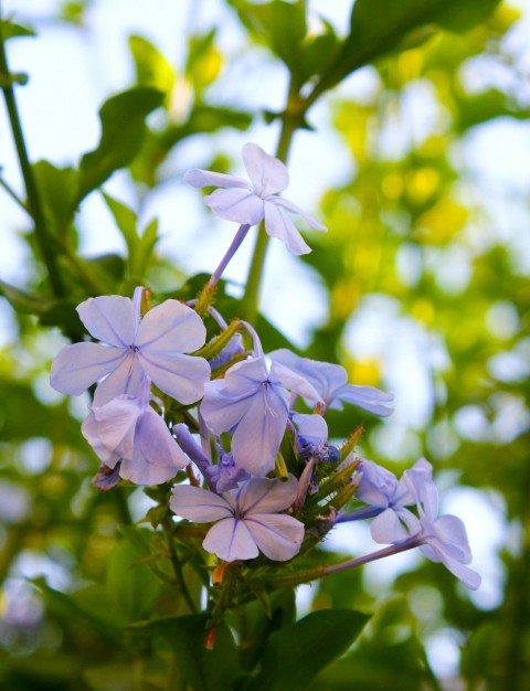 a bunch of purple flowers growing on a tree