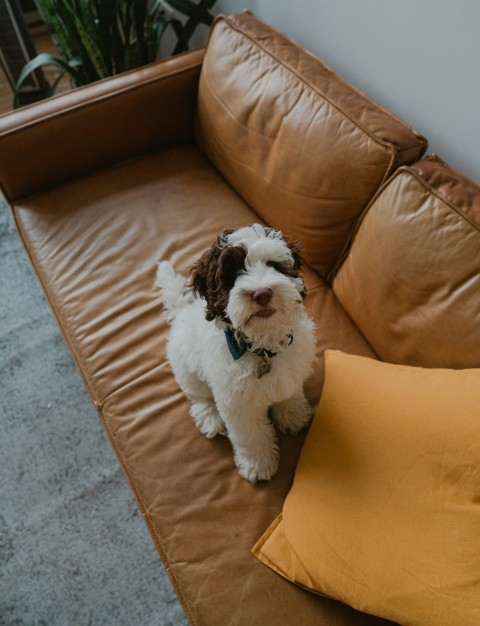 white and black shih tzu on brown couch PHnC