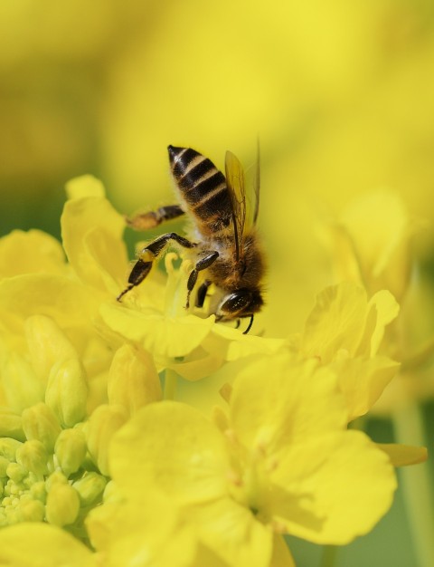 close up photography of bee on yellow flower