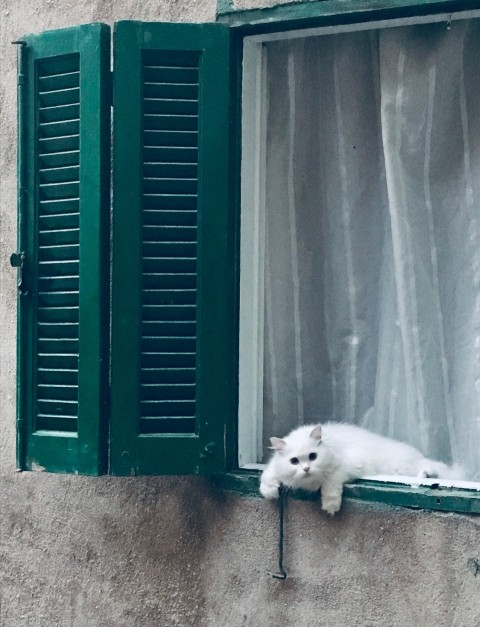 a small white cat sitting in a window sill