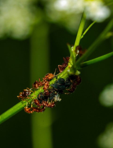 a close up of a plant with bugs on it