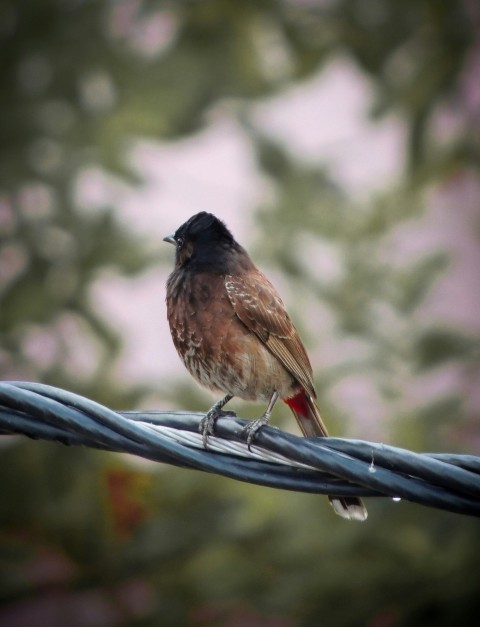 a bird sitting on a wire with trees in the background