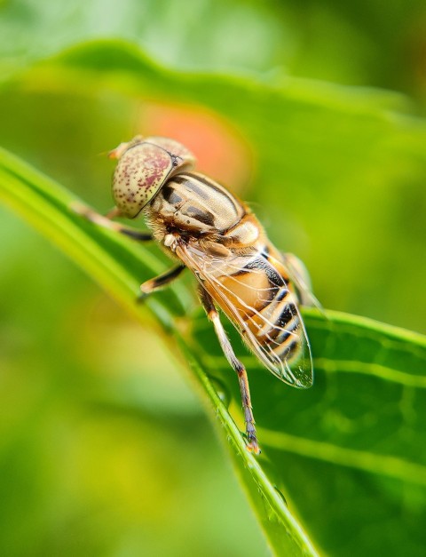 a fly sitting on top of a green leaf