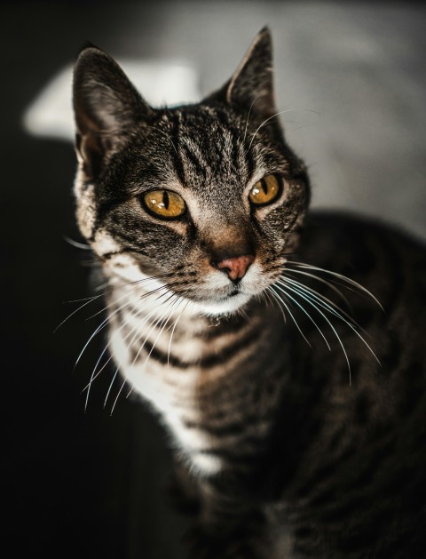 grayscale photography of tabby cat