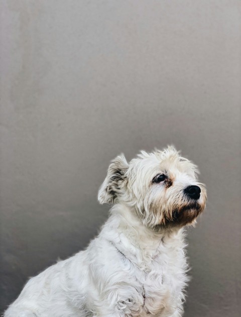 long coated white dog on gray surface