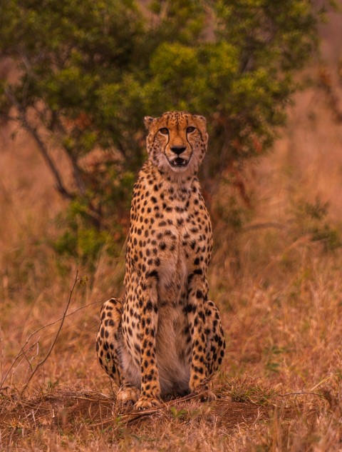 a cheetah sitting in the middle of a field