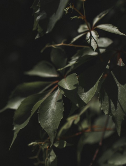 close up photo of green leaves