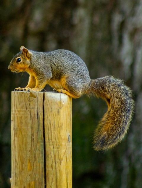 a squirrel sitting on top of a wooden post