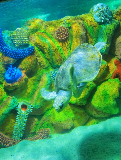 a sea turtle is laying on the bottom of a coral